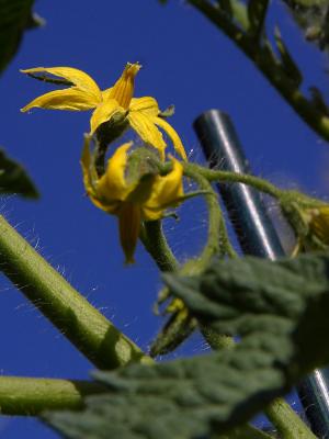 flowering tomato plant